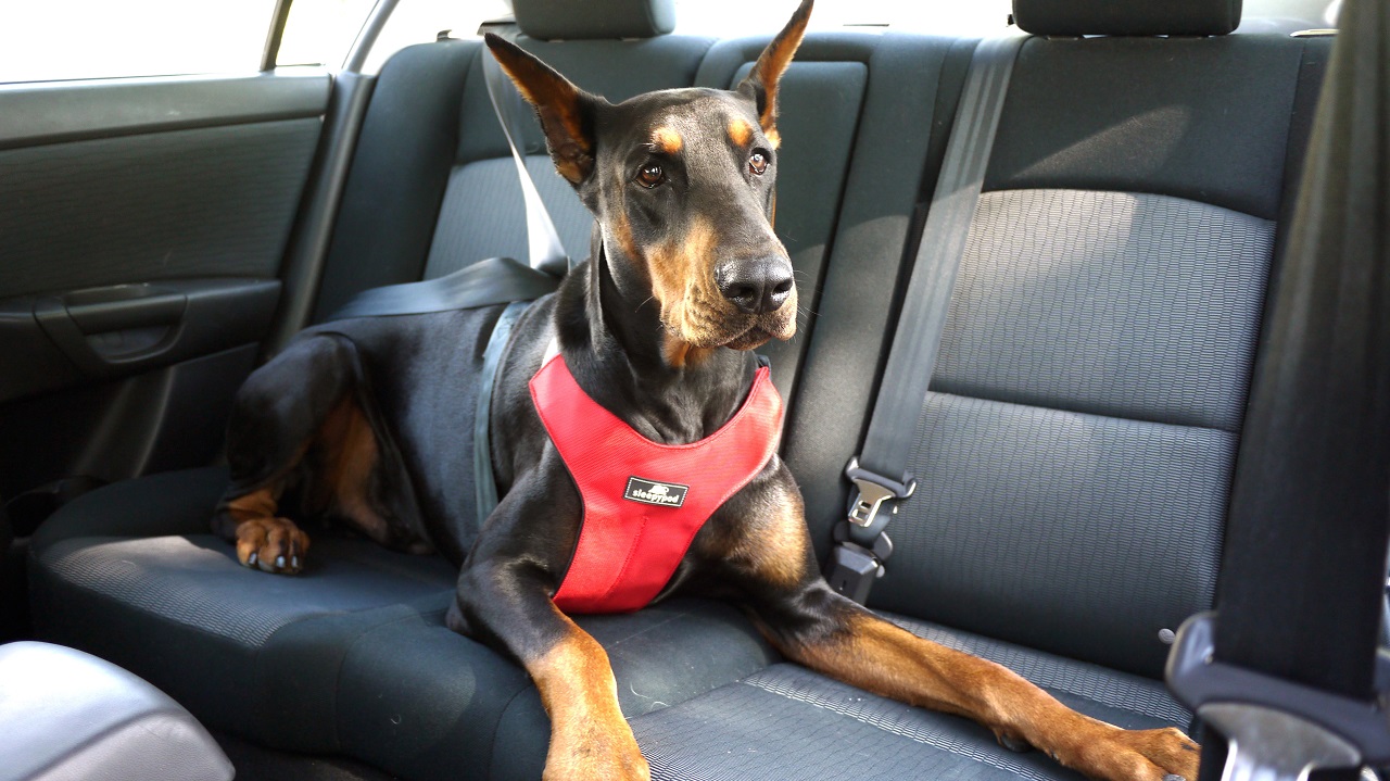 Llevar mascotas en el coche con seguridad